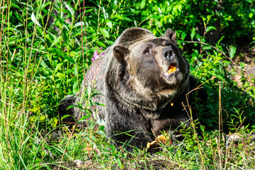 Grizzly bear eating
