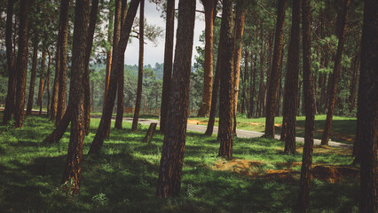 Obraz premium Long Pine Trees At Ranikhet, Uttarakhand, India