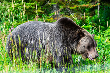 Grizzly bear walking