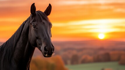 Majestic Black Horse at Sunset Rural Landscape Equine Beauty