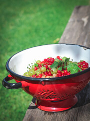 Green gooseberries, red and white currants in a red colander on a rustic bench in a garden