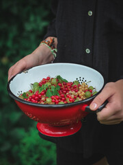 Woman's hands holding freshly picked and washed currants and gooseberries in a red colander in a garden