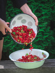 Woman pouring freshly washed currants and gooseberries to a large bowl in a garden