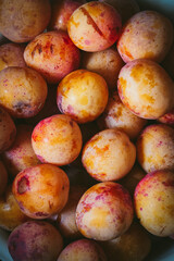 Close up of ripen yellow and pink plums. Own grown fruits