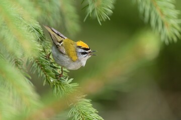 A cute firecrest sits on a spruce twig. Closeup portrait of a firecrest. Regulus ignicapillus