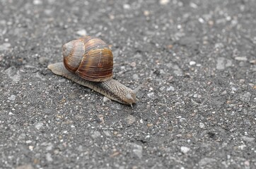 snail on the road