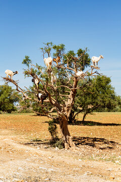 A native white Tamri goats climbing argan tree for food. Sous Valley, Southwestern Morocco. 