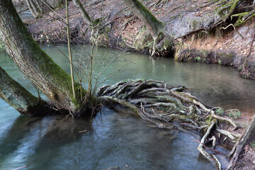 Freigespülte Baumwurzeln ragen aus einem Fluß im Wald.