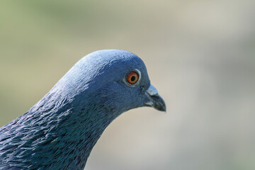 Close-up of a pigeon’s head with sharp focus on its eye and feathers. Detailed portrait of a pigeon with soft blurred background, highlighting its textures and natural colors.