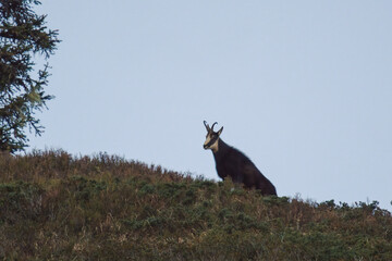 a old chamois buck on the horizon on the mountains at a autumn morning in the chamois rut