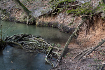 Freigespülte Baumwurzeln ragen aus einem Fluß im Wald.