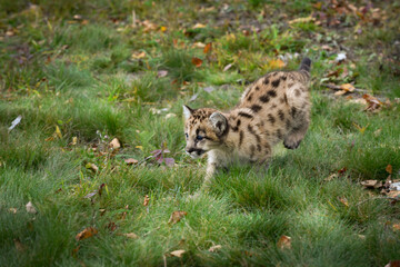 Cougar Kitten (Puma concolor) Runs Left Along Ground Back Legs Up Autumn