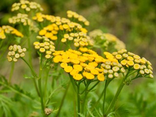 Yellow tansy flowers (Tanacetum vulgare), also common tansy, bitter buttons, cow bitter, or golden buttons. Traditionally used as insect repellent, culinary and medical plant