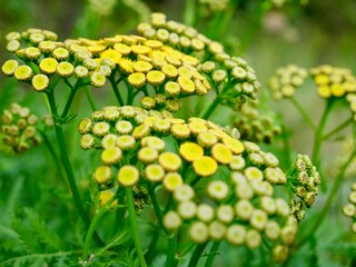 Yellow tansy flowers (Tanacetum vulgare), also common tansy, bitter buttons, cow bitter, or golden buttons. Traditionally used as insect repellent, culinary and medical plant