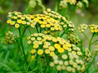 Yellow tansy flowers (Tanacetum vulgare), also common tansy, bitter buttons, cow bitter, or golden buttons. Traditionally used as insect repellent, culinary and medical plant