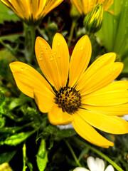 fleur à pétales jaunes