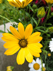 fleur jaune du jardin