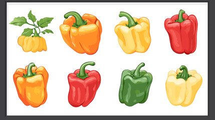 Vector set of various bell peppers Cartoon red green yellow orange sweet paprika fresh organic vegetable for cooking and healthy eating Vector colorful food vegetable illustration on white background