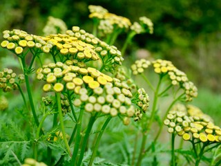 Yellow tansy flowers (Tanacetum vulgare), also common tansy, bitter buttons, cow bitter, or golden buttons. Traditionally used as insect repellent, culinary and medical plant