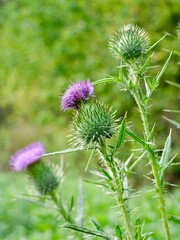 The spear thistle flowers (Cirsium vulgare), also bull thistle, or common thistle. A species of the Asteraceae genus, an invasive weed in some regions