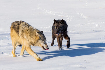 Grey Wolf (Canis lupus) Walks Past Packmate Licking Nose Winter