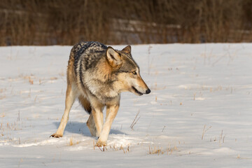 Grey Wolf (Canis lupus) Looks Right While Walking Left Winter