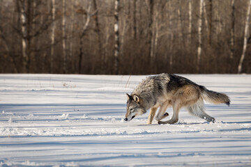 Grey Wolf (Canis lupus) Trots Left in Snowy Field Nose Down Winter