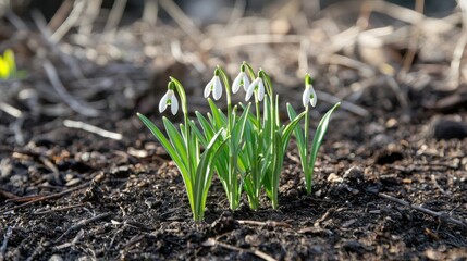 Little first spring flowers of snowdrops bloom outdoors in the spring for the March 8 holiday
