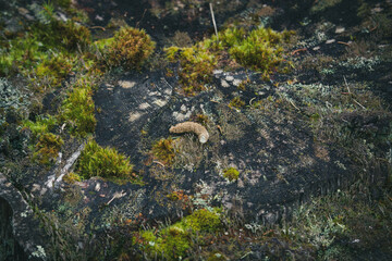 this is the droppings from the capercaillie, tetrao urogallus, in autumn in a solid consistency