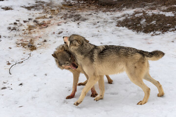 Bloody Grey Wolf (Canis lupus) Lays Ears Back at Over Eager Yearling Winter