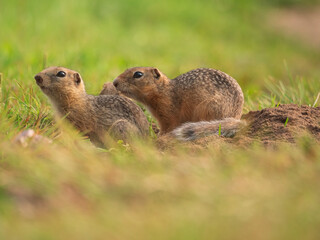 Two young prairie dogs sitting on a grassy lawn