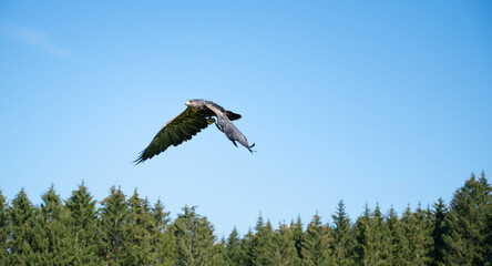 Black hawk, wildlife, raptor bird of prey in flight, habitat, forest and meadow landscape, Buteogallus anthracinus eagle