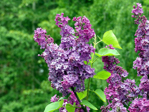 Lilac at Lake Plauer near Malchow (Mecklenburg-Vorpommern, Germany)