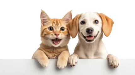Cute kitten and puppy on a transparent background