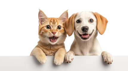 Cute kitten and puppy on a transparent background