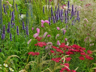 Colourful Flower meadow © Garden Guru