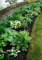 An impressive Hosta border in Cottage Garden