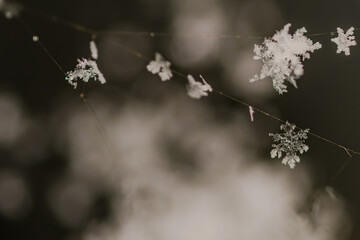 Schneeflocken an einem Spinnennetz