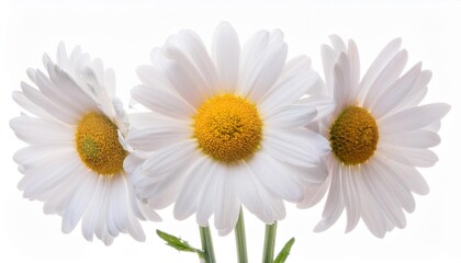 Shasta Daisy on white background isolated. Beautiful flower.