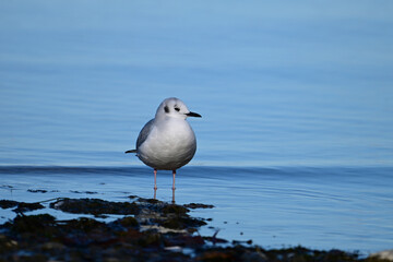 A cute little Bonaparte's Gull in its non-breeding plumage stands on the shore looking around