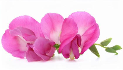Sweet Pea pink on white background isolated. Beautiful flower.