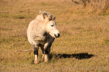 Fototapeta premium A cute fat little gray pony with a mane full of burdocks and a cut short tail in a autumn pasture