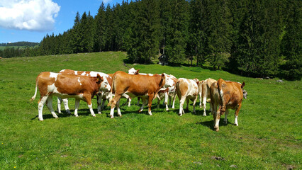 K&uuml;he auf der Weide 