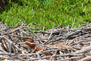 close up of Gallotia Stehlini also known as Canary Island Giant Lizard in Spain