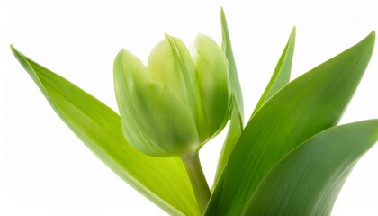 Fototapeta premium Tulip green on white background isolated. Beautiful flower.