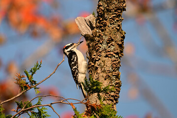 Fall scene of a male Hairy woodpecker sits perched on the side of a dead tree