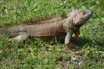 iguana