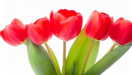 Naklejka premium Tulip red on white background isolated. Beautiful flower.