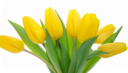 Obraz premium Tulip yellow on white background isolated. Beautiful flower.