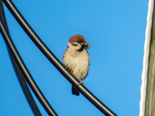Close-up of the Eurasian tree sparrow (Passer montanus) sitting on metal beam with an insect in beak with blue sky in background